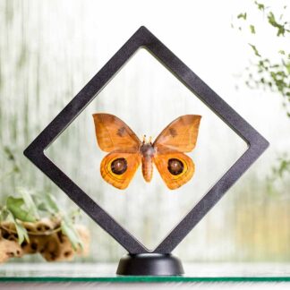 Automeris proxima plovoucí