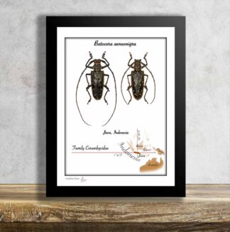 Batocera aeneonigra-Pár