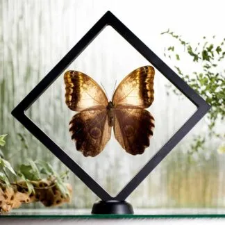 Caligo telamonius plovoucí