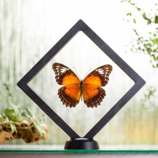 Cethosia cydippe plovoucí