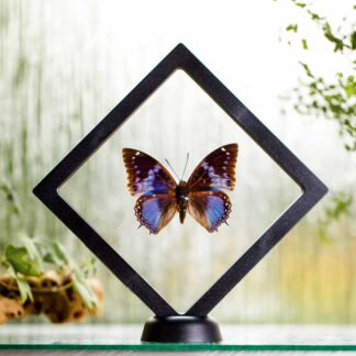 Charaxes smaragdalis plovoucí