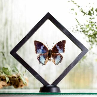 Charaxes smaragdalis plovoucí