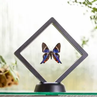 Diorina dysonii plovoucí