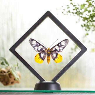 Dysphania numana plovoucí