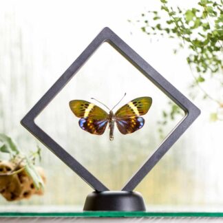 Etherusia repleta plovoucí