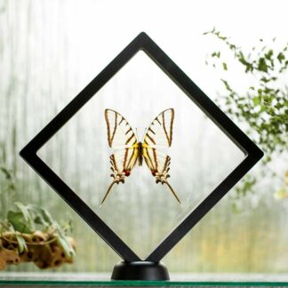 Eurytides protesilaus plovoucí