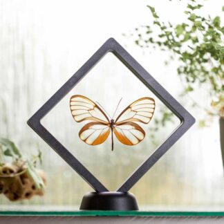 Godyris duilia plovoucí