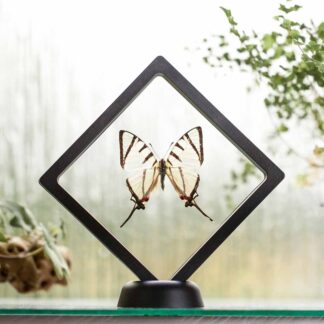 Graphium agetes plovoucí