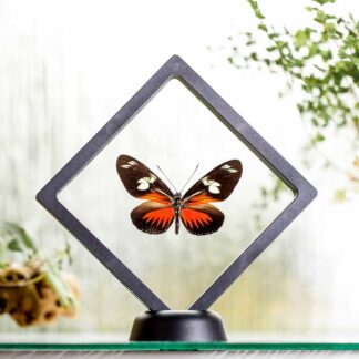 Heliconius doris plovoucí