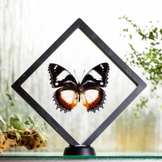 Hypolimnas dexithea plovoucí