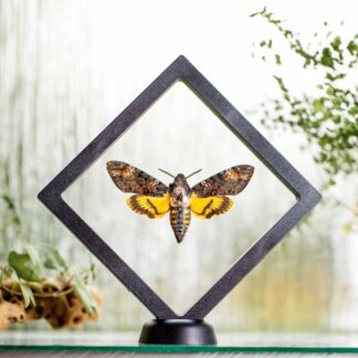 Lišaj smrtihlav plovoucí