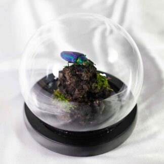 Brouk ve skleněné kupoli krasec