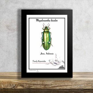 Megaloxantha bicolor