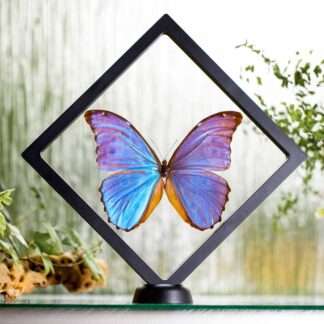 Morpho didius plovoucí