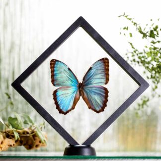 Morpho peleides plovoucí