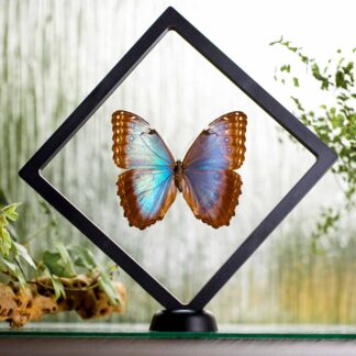 Morpho peleides-samička-plovoucí