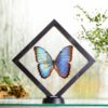Morpho peleides plovoucí
