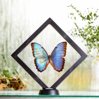 Morpho peleides plovoucí