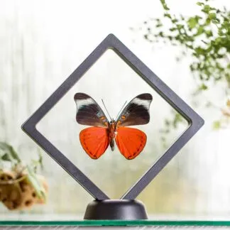 Panacea prola plovoucí