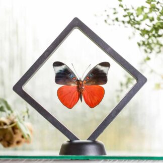 Panacea prola plovoucí