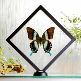 Papilio blumei plovoucí