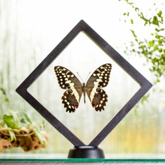 Papilio demodocus plovoucí