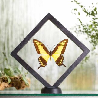 Papilio lycophron plovoucí