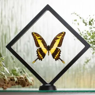 Papilio thoas plovoucí