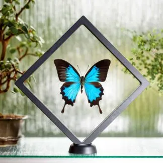 Papilio ulysses plovoucí