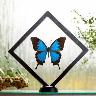 Papilio ulysses plovoucí