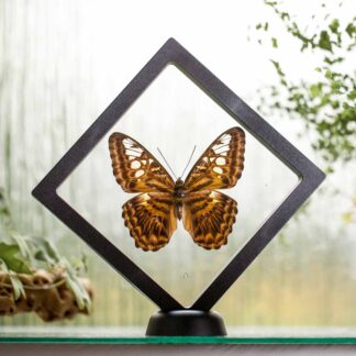 Parthenos sylvia plovoucí