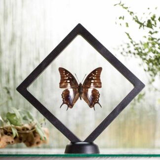 Polyura cognathus plovoucí