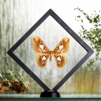 Rothschildia orizaba plovoucí