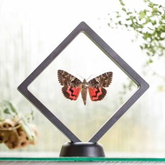 Stužkonoska dubová plovoucí