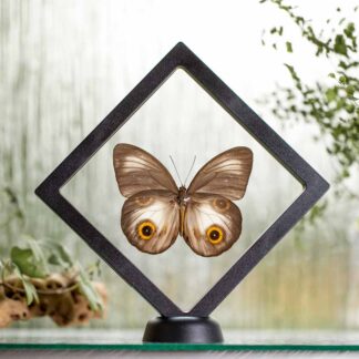 Taenaris urania plovoucí