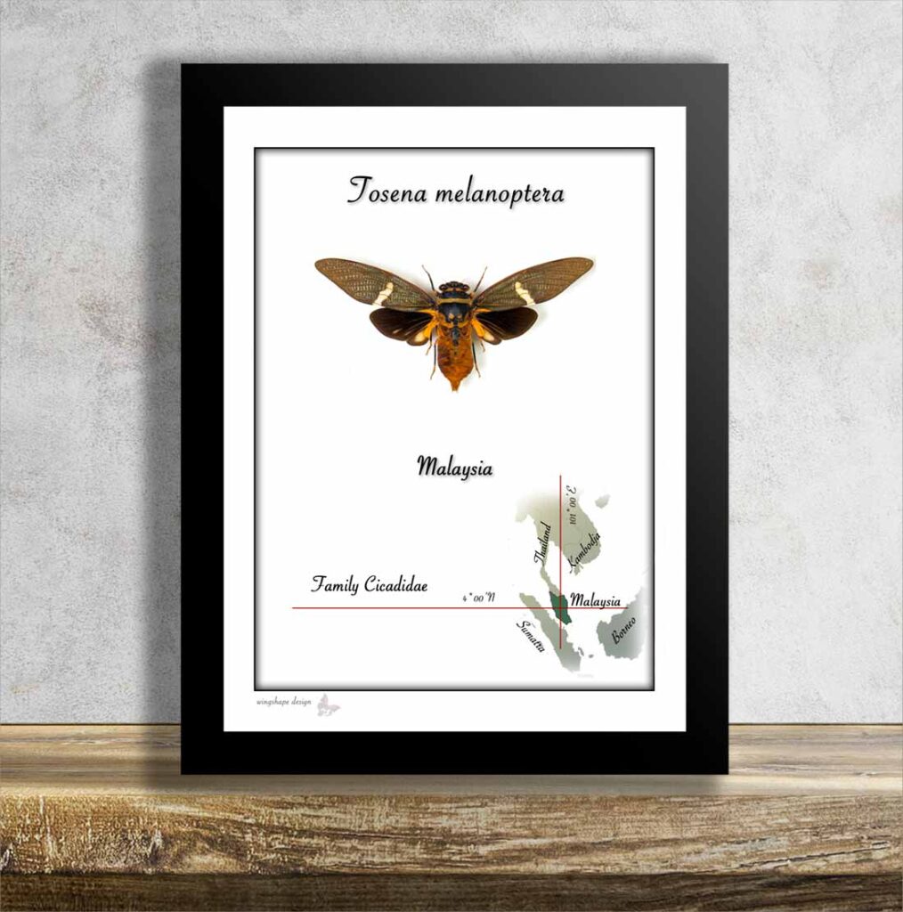 Tosena melanoptera-tropická cikáda v rámečku