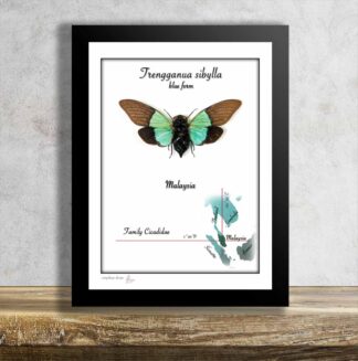 Trengganua sibylla-modrá forma-cikáda