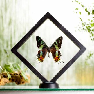 Urania ripheus plovoucí