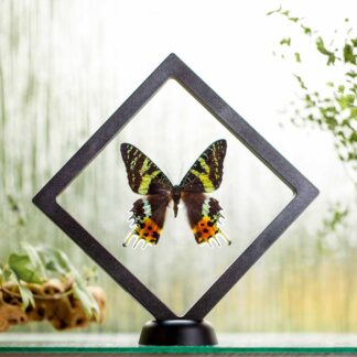 Urania ripheus plovoucí