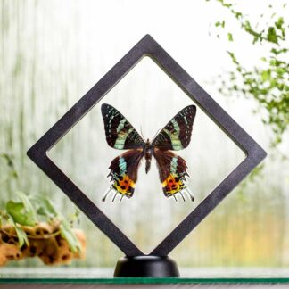 Urania ripheus plovoucí