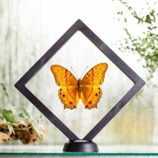 Vindula arsinoe plovoucí