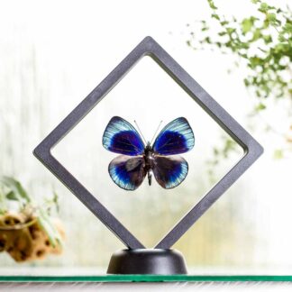 Calithea leprieuri plovoucí