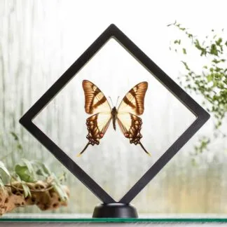 Eurytides serville plovoucí