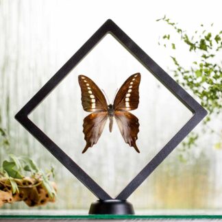 Graphium codrus plovoucí