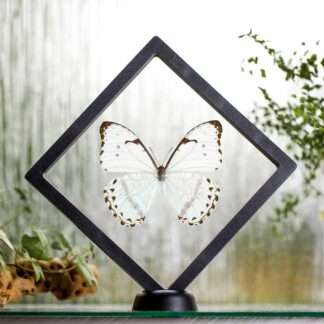 Morpho catenarius plovoucí