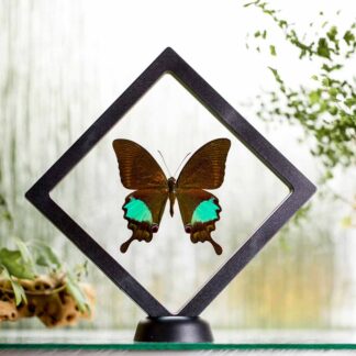 Papilio paris plovoucí