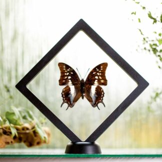 Polyura cognathus plovoucí