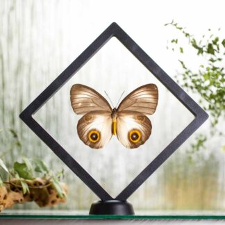 Taenaris urania plovoucí