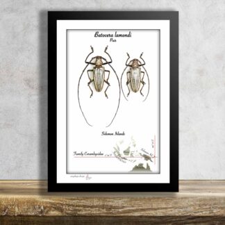 Batocera lamondi-Pair