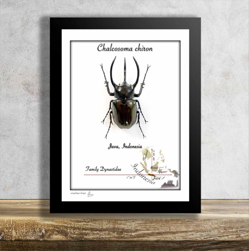 Chalcosoma chiron-obrovský nosorožík, 100mm!! v rámečku